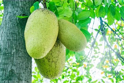 Jackfruit growing on tree in phnom penh, cambodia Stock Photos