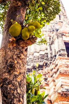 Jackfruit growing on a tree Stock Photos
