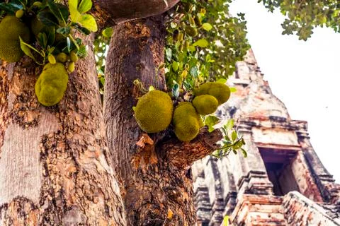 Jackfruit growing on a tree Stock Photos