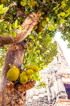 Jackfruit growing on a tree Stock Photos