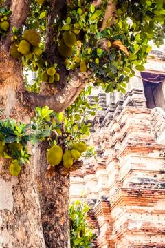 Jackfruit growing on a tree Stock Photos