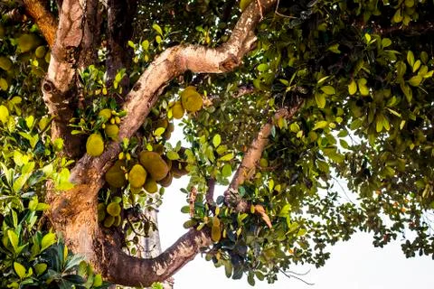 Jackfruit growing on a tree Stock Photos