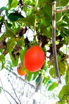 The Jackfruit hang on the Jackfruit tree in garden Stock Photos