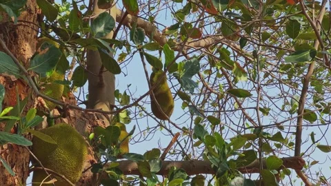 Jackfruit Hanging Among Branches in Sunlit Tropical Tree Canopy Stock Footage 338035209