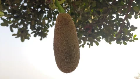 Jackfruit hanging from a branch. Video stock 152840535