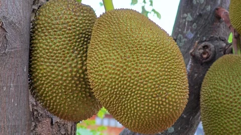 Jackfruit hanging on a jackfruit tree. Stock Footage 309023445