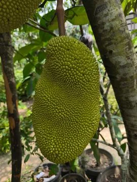 Jackfruit hanging from tree branch. Fotos de archivo