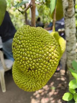Jackfruit hanging from tree branch. 스톡 사진