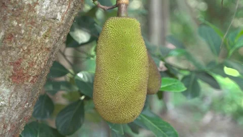 A jackfruit is hanging from the tree. Stock Footage 340777108