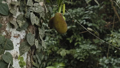 A jackfruit hanging from a tree in the jungle Stock Footage 164460655