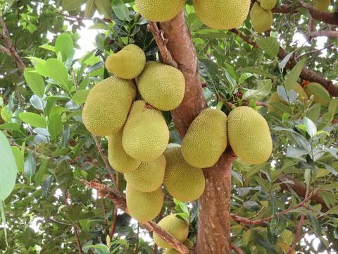 Jackfruit Hanging from a Tree in Kep Stock-Fotos