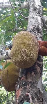 Jackfruit Hanging on the Tree Stock Photos