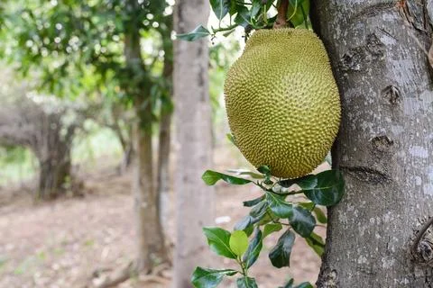 Jackfruit hanging on the tree Stock Photos