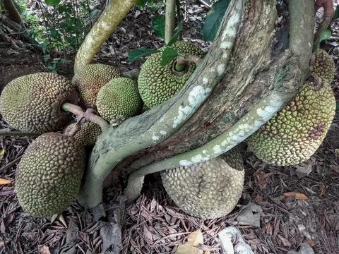 Jackfruit hanging from the tree Stock Photos