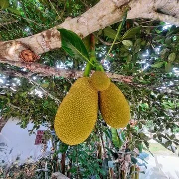 Jackfruit hanging on a tree Foto stock