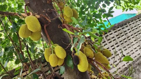 Jackfruit Hanging on a Tree Surrounded by Lush Greenery Stock Photos