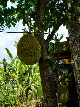 Jackfruit Hanging from Tree Trunk in Lush Tropical Village Garden Stock Photos