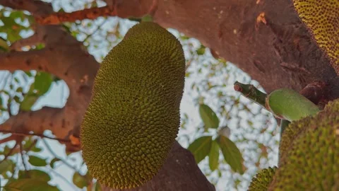 Jackfruit Hanging on Tree Trunk in Natural Setting Stock Footage 338035159