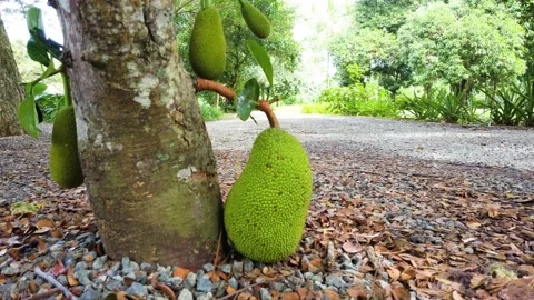 Jackfruit hanging from tree very low touching the ground. Video stock 145356661