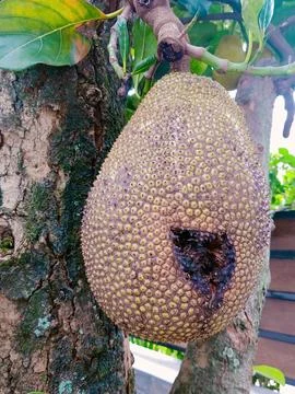 Jackfruit Hanging on Tropical Tree with Damaged Section Stock Photos