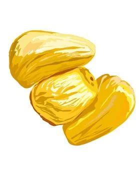 Jackfruit Stock Illustration
