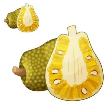 Jackfruit illustration. Cartoon vector icon Stock Illustration