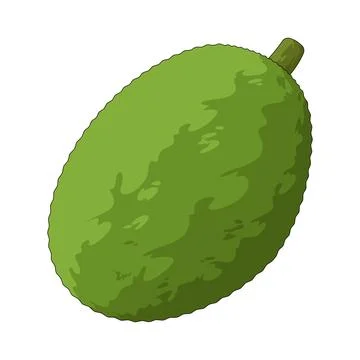 Jackfruit illustration Stock Illustration