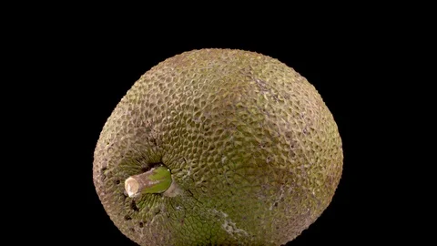 Jackfruit isolated on black background rotating on the turntable. Close-up Stock Footage 107271956