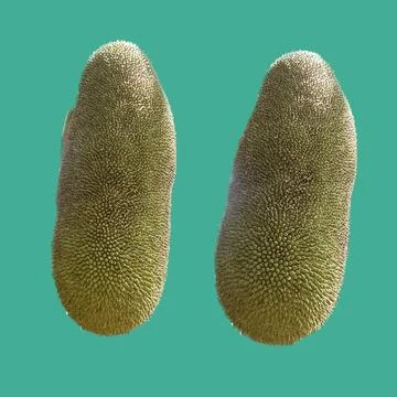 Jackfruit isolated with no background イラスト素材