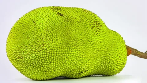 Jackfruit isolated on white background close-up rotation Stock-Footage 90732375
