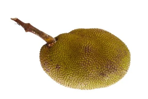 Jackfruit isolated on white background Stock Photos