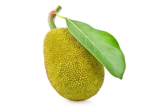 Jackfruit isolated on white background Foto stock