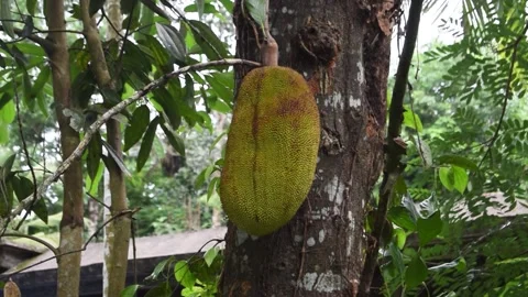 Jackfruit in a jack tree. Video stock 201871006