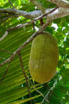 Jackfruit on jack tree in the tropical forest in Yanoda Park,  Sanya city. Ha Foto stock