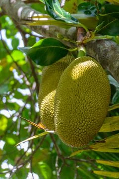 Jackfruit on jack tree in the tropical forest in Yanoda Park, Sanya city. Hai Stock Photos