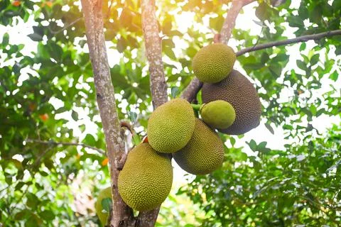 Jackfruit on the jackfruit tree tropical fruit summer on nature leaf backgrou Stock Photos