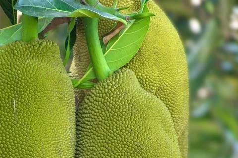 Jackfruit on the jackfruit tree tropical fruit on nature leaf background Stock Photos