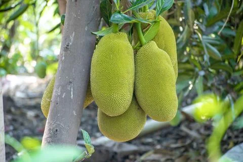 Jackfruit on the jackfruit tree tropical fruit on nature leaf background Stock Photos