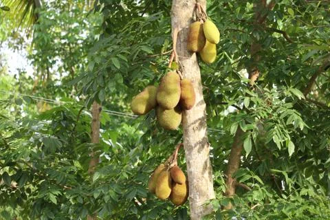 Jackfruit  in kerala Stock Photos