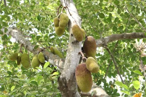 Jackfruit  in kerala 写真素材