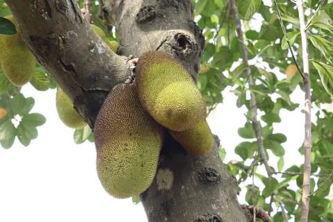 Jackfruit  in kerala Stock Photos