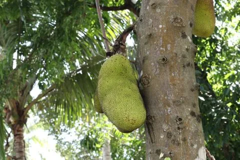 Jackfruit  in kerala Stock Photos