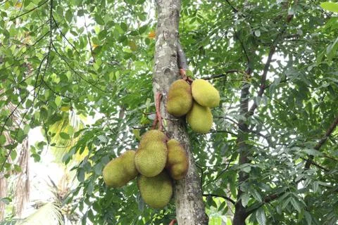 Jackfruit  in kerala Stock Photos