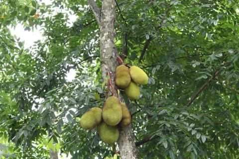 Jackfruit  in kerala Stock Photos