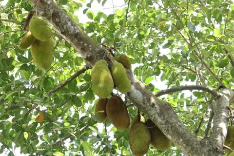 Jackfruit  in kerala Stock Photos