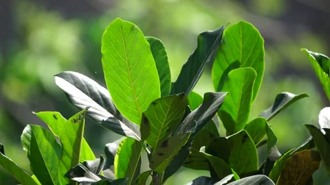 Jackfruit Leaf Closeup Portrait Video 動画素材 303804853
