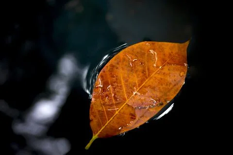 Jackfruit leaf fallen on water. Stock Photos