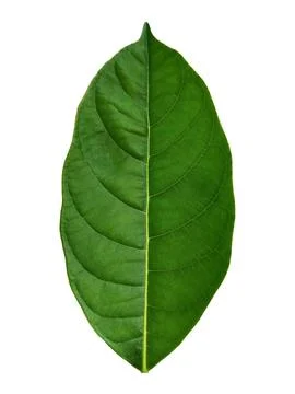 Jackfruit Leaf Isolated on White Background Stock Photos