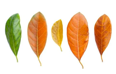 Jackfruit leaf set isolated on white background Stock Photos