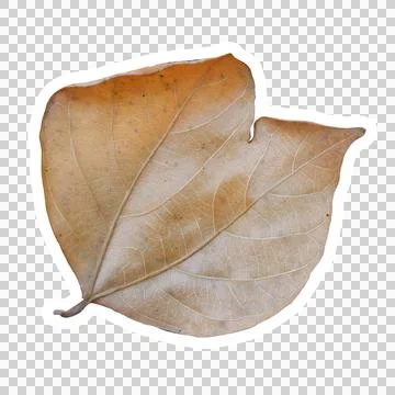 Jackfruit Leaf with Split Growth – Unique Botanical Cutout Sticker Stock Photos